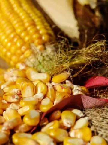 How to microwave corn on the cob to make popcorn