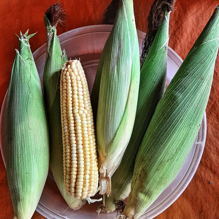 How to Cook Frozen Corn on Cob in Microwave Microwave